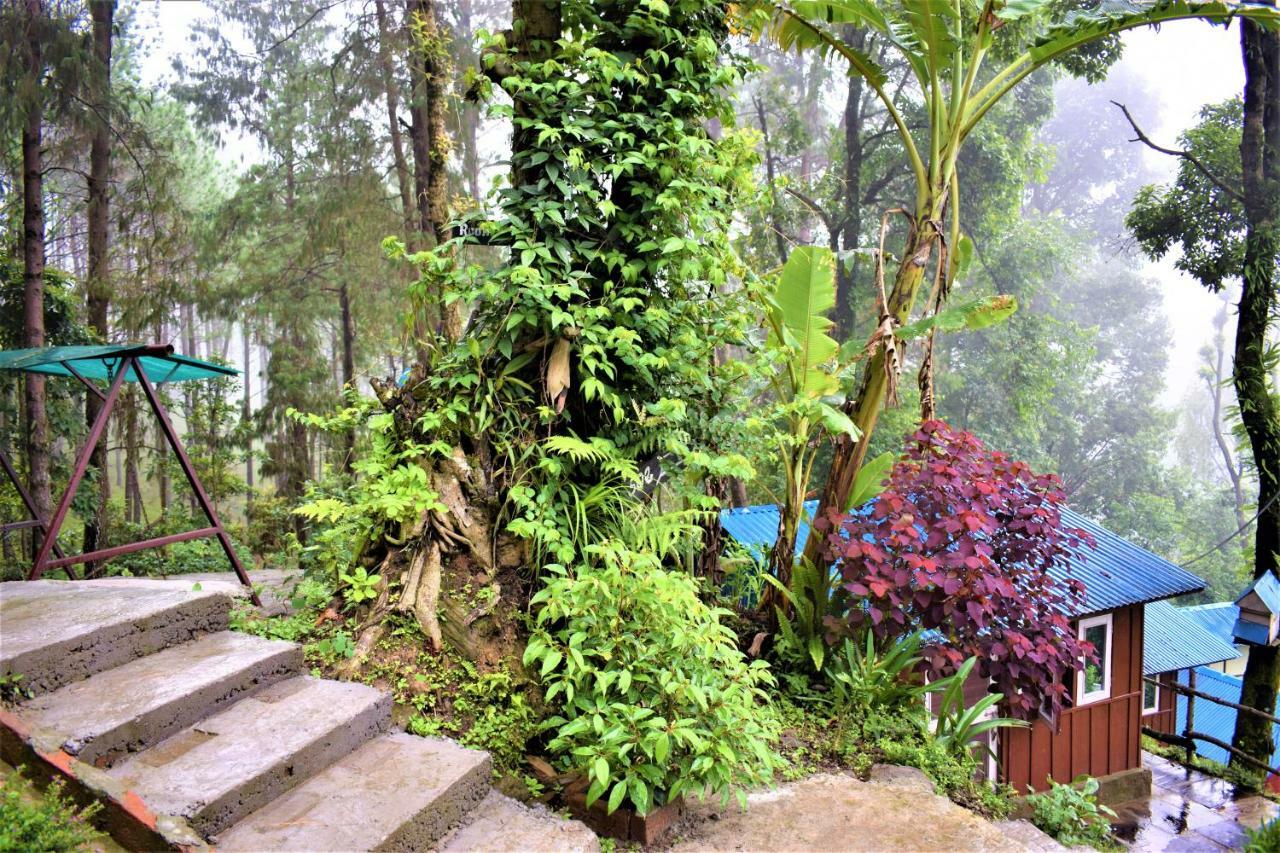 Jungle Crown Organic *
